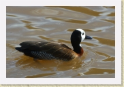 DSC_4197 Whitefaced Duck - Africa * 700 x 467 * (148KB)